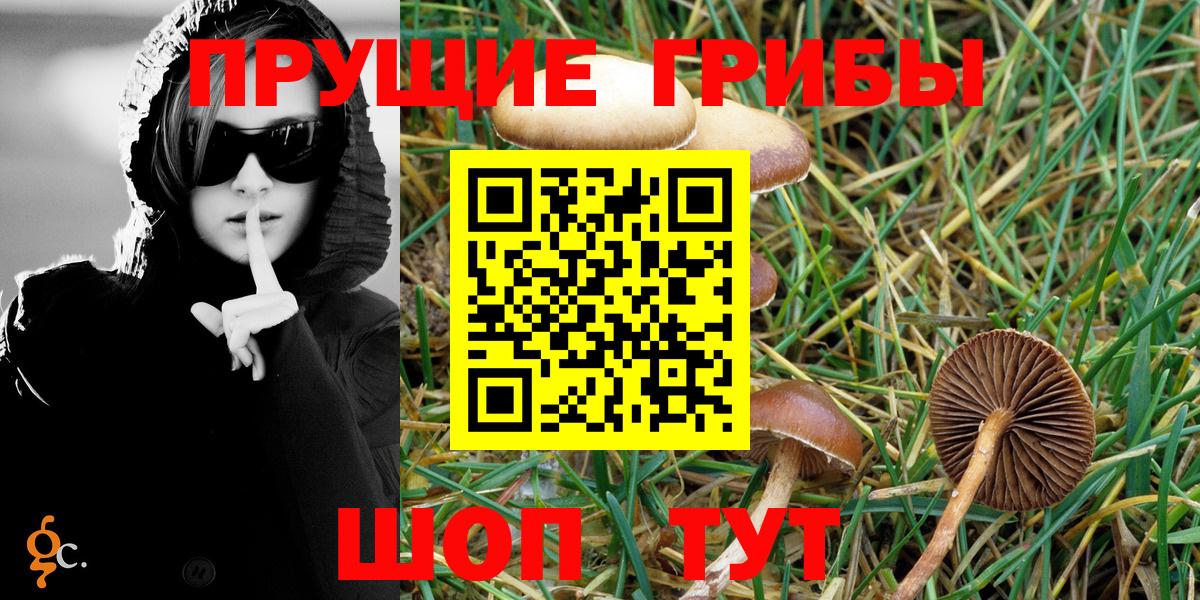 Галлюциногенные грибы Psilocybine cubensis Шебекино